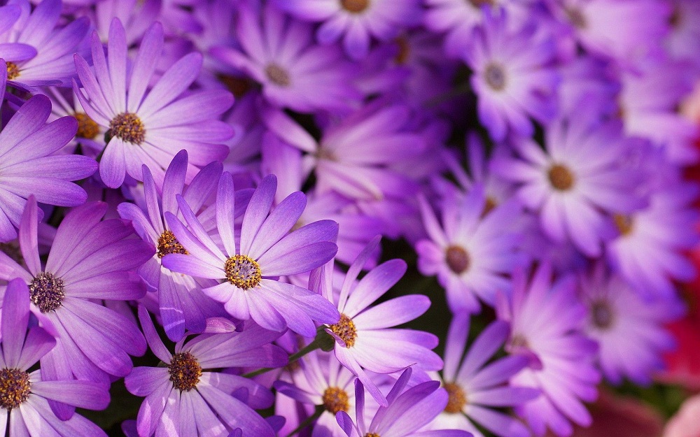 Purple-The Color Of Spirituality For Calming The Soul And Soothing The Mind